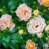 Peach Drift®>Heirloom Roses Hot