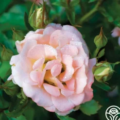Peach Drift®><noscript><img width=
