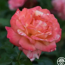 Peach Swirl™><noscript><img width=
