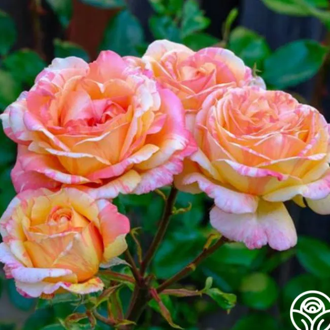 Peach Swirl™>Heirloom Roses Clearance