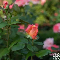 Peach Swirl™><noscript><img width=