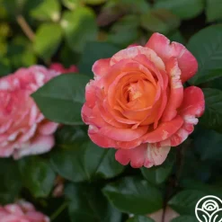 Peach Swirl™><noscript><img width=