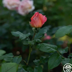 Peach Swirl™><noscript><img width=