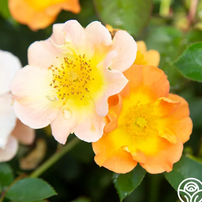 Peachy Creeper>Heirloom Roses Outlet