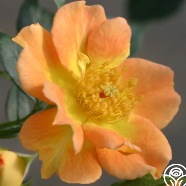Peachy Creeper>Heirloom Roses Outlet