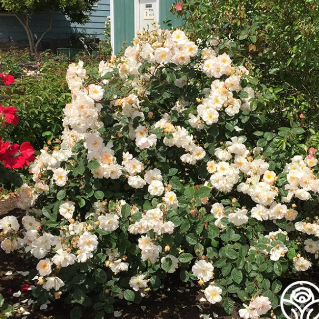 Penelope>Heirloom Roses Sale