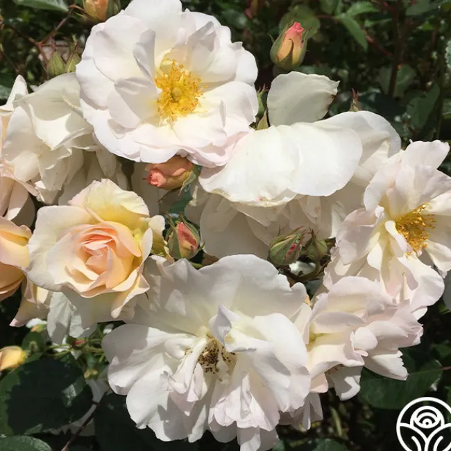 Penelope>Heirloom Roses Sale