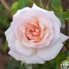 Penny Lane™>Heirloom Roses Best