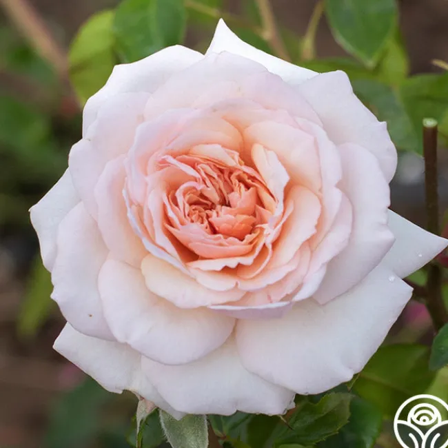 Penny Lane™>Heirloom Roses Best