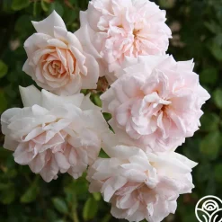 Penny Lane™>Heirloom Roses Best