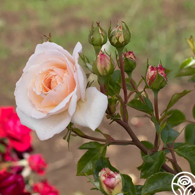 Penny Lane™>Heirloom Roses Best