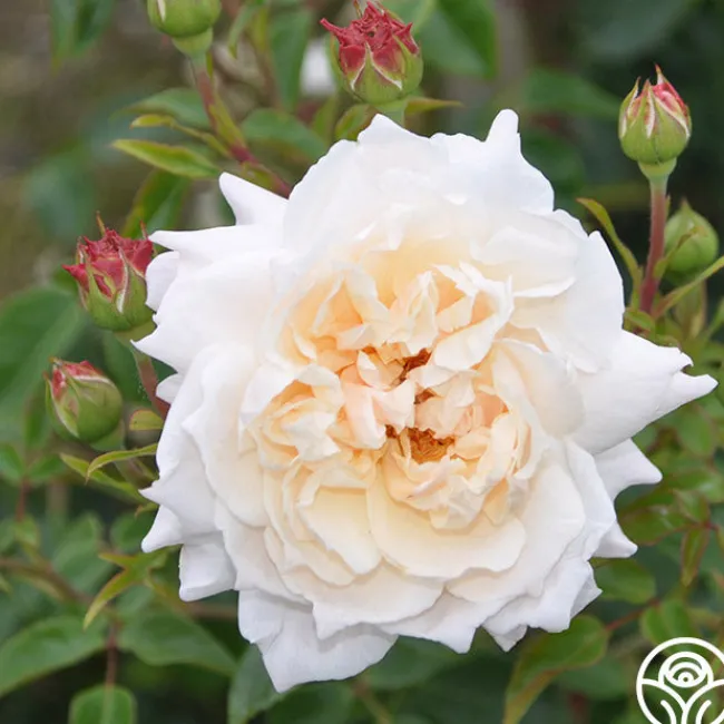 Penny Lane™>Heirloom Roses Best