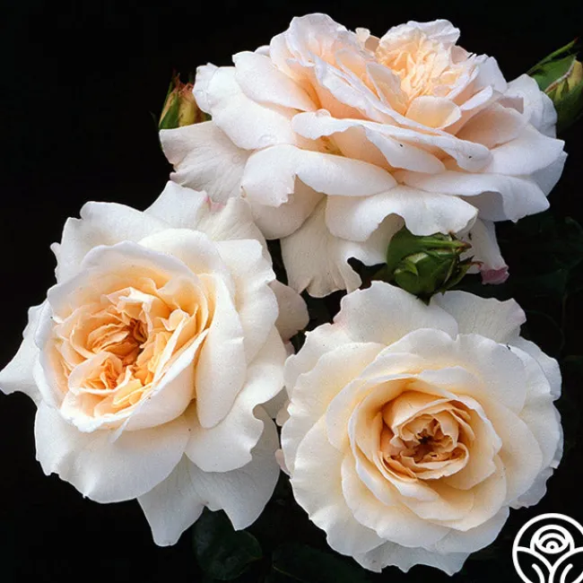 Penny Lane™>Heirloom Roses Best