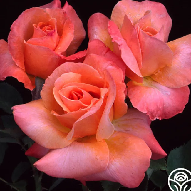 Pensioner's Voice>Heirloom Roses