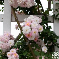 Perfume Breeze™><noscript><img width=