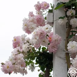 Perfume Breeze™><noscript><img width=