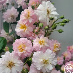 Perfume Breeze™><noscript><img width=