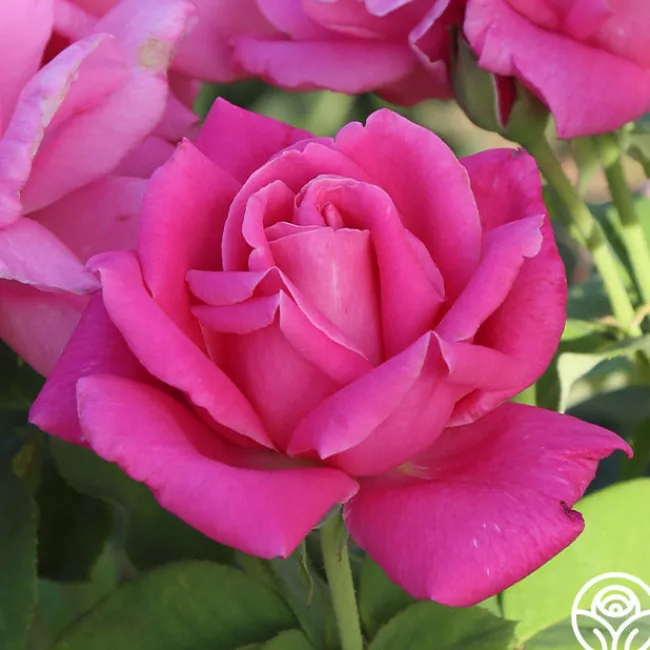 Perfume Delight>Heirloom Roses New