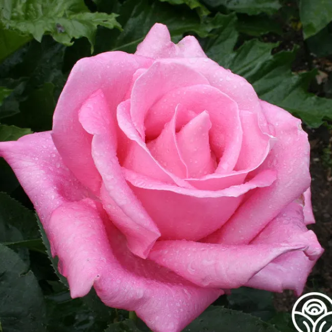 Perfume Delight>Heirloom Roses New