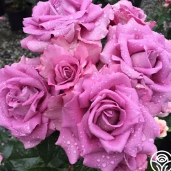 Perfumed Kiss®>Heirloom Roses Clearance