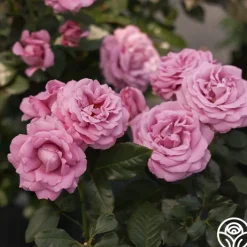Perfumed Kiss®><noscript><img width=