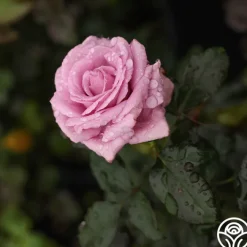 Perfumed Kiss®><noscript><img width=