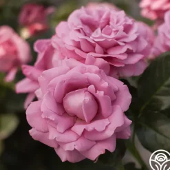 Perfumed Kiss®><noscript><img width=