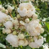 Perpetually Yours™>Heirloom Roses Best