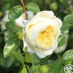 Perpetually Yours™><noscript><img width=
