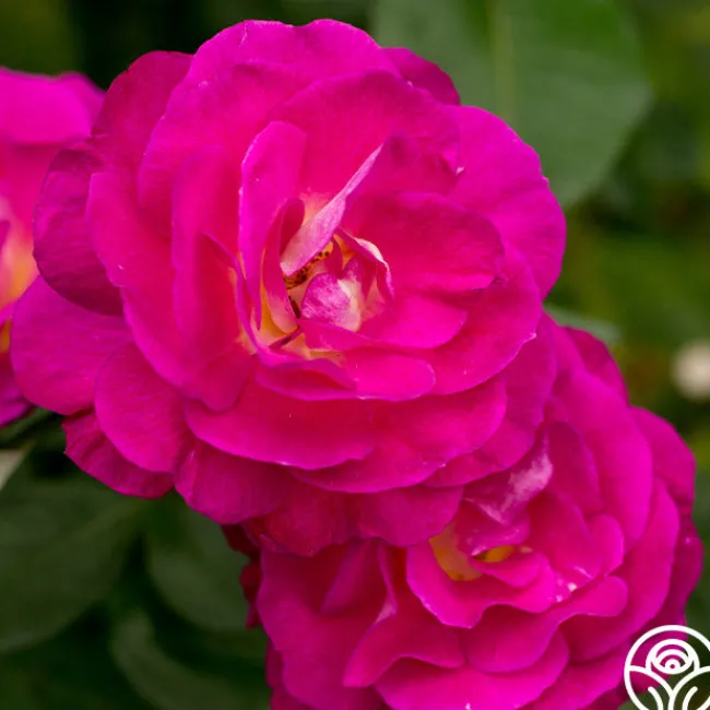 Peter Mayle™>Heirloom Roses New