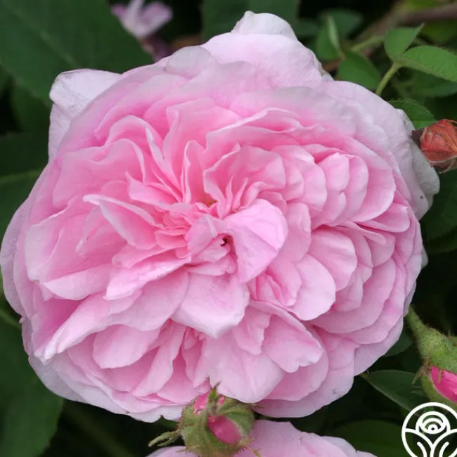 Petite de Holland>Heirloom Roses Clearance