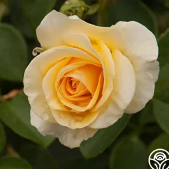 Phab Gold>Heirloom Roses Discount