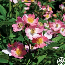 Phloxy Baby>Heirloom Roses Online