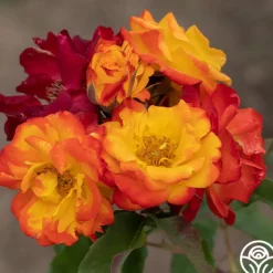 Piñata>Heirloom Roses Clearance