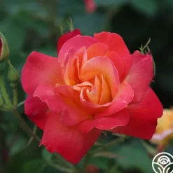Piñata>Heirloom Roses Clearance