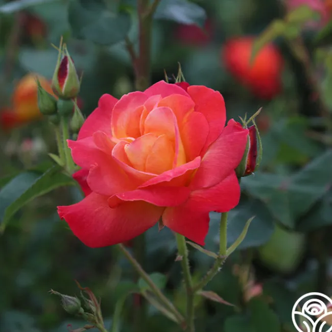 Piñata>Heirloom Roses Clearance