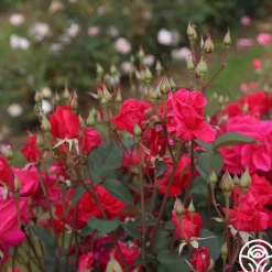 Piccolo Pete>Heirloom Roses Online