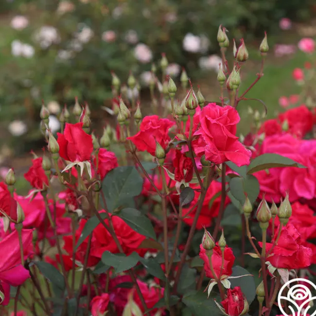 Piccolo Pete>Heirloom Roses Online