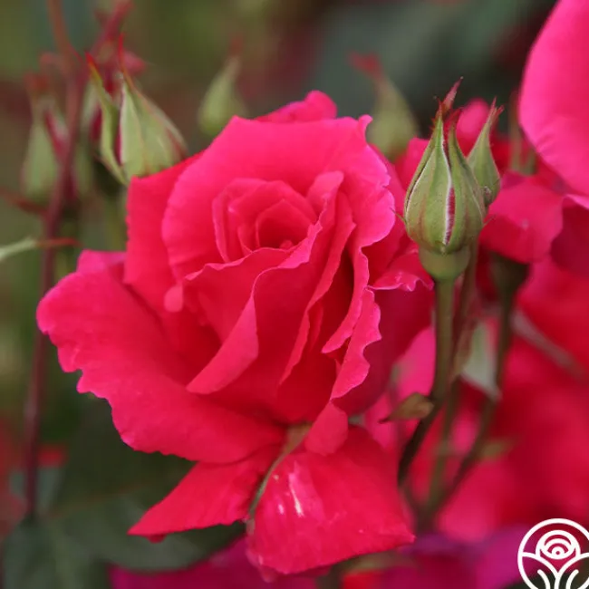 Piccolo Pete>Heirloom Roses Online