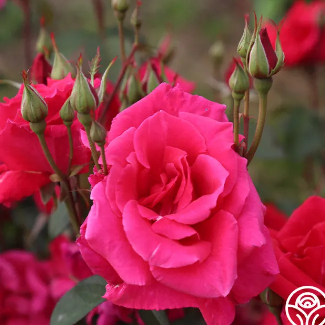 Piccolo Pete>Heirloom Roses Online