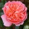 Pink Abundance™>Heirloom Roses Online