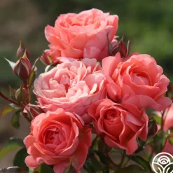 Pink Abundance™>Heirloom Roses Online