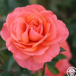 Pink Abundance™><noscript><img width=