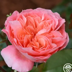 Pink Abundance™><noscript><img width=