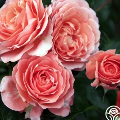 Pink Abundance™><noscript><img width=