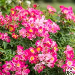 Pink Drift®>Heirloom Roses Outlet