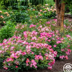 Pink Drift®><noscript><img width=