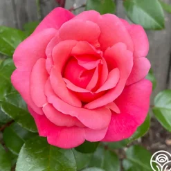 Pink Flamingo™>Heirloom Roses Hot
