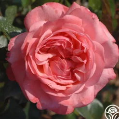 Pink Flamingo™>Heirloom Roses Hot