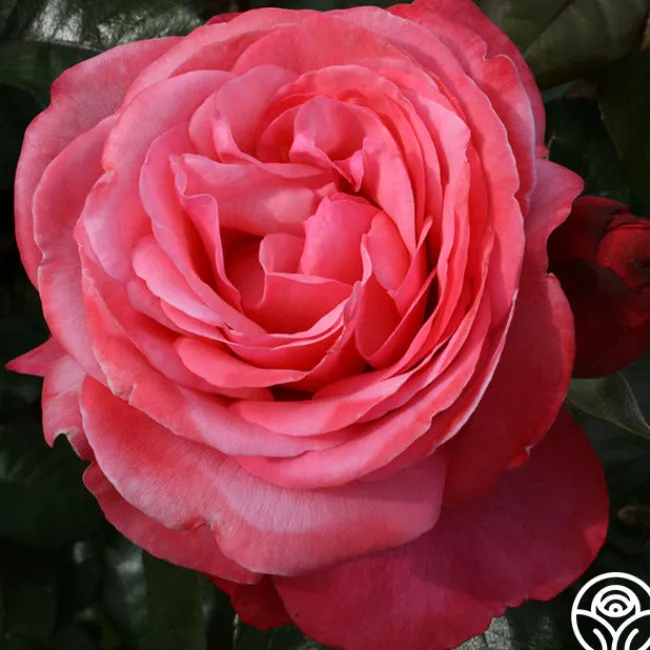 Pink Flamingo™>Heirloom Roses Hot